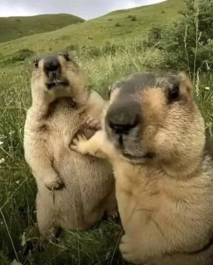 Me and my brother - Marmot, get away, Brother