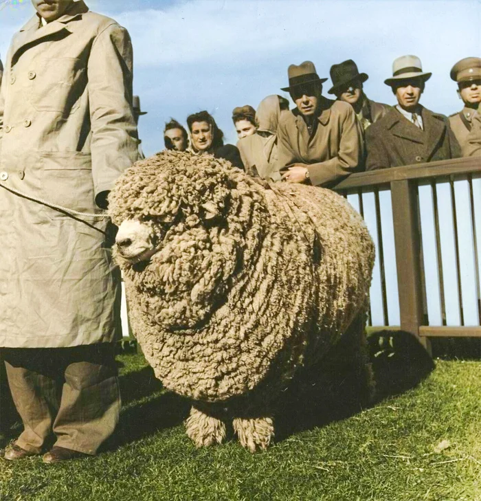 Подборка фотографий из прошлого, которые заставляют удивиться. 20 раскрашенных фотографий из XIX-ХХ века. Часть IX Историческое фото, Старое фото, Фотография, Колоризация, 19 век, 20 век, Длиннопост