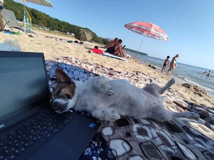 IT dog working remotely - Milota, Dog, Sea, Jack Russell Terrier