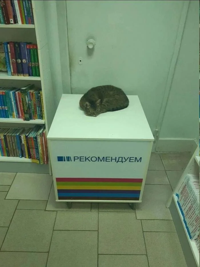 Perfect recommendations in Moscow bookstores - Moscow, Humor, Moscow region, Pet the cat, Striped, Усы, Recommendations, What to read?, Recommend a book, Ideally, Books, Looking for a book, Book Review, cat, Cat lovers, Reading