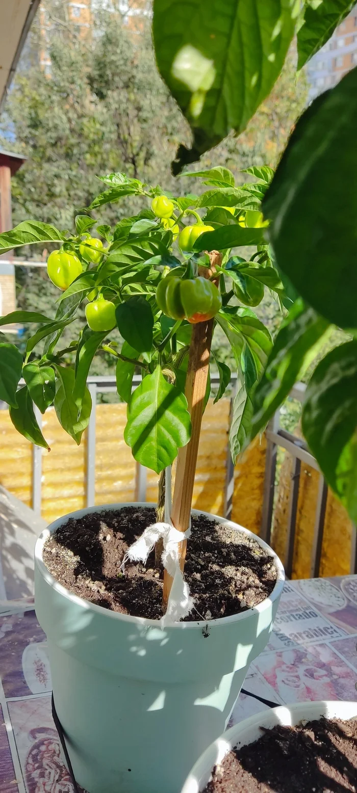 Abnormal anomaly?) - Pepper farming, Habanero, Houseplants, Longpost