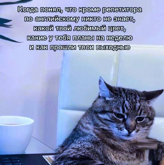 Sad - Humor, Picture with text, Memes, English language, Teacher, cat, Sad humor, Telegram (link)