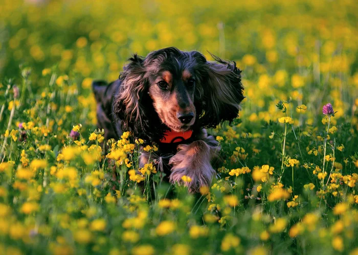 Shaggy Joy - My, Travels, Dog, Pets, Cocker Spaniel, Wildflowers, Kindness