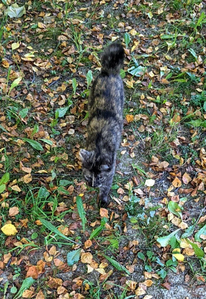 Kurilian Bobtail in the yard of a house in Pavlovsk - My, Animal Rescue, Cat lovers, cat, Homeless animals, In good hands, No rating, Pavlovsk, Saint Petersburg, Kittens, Longpost