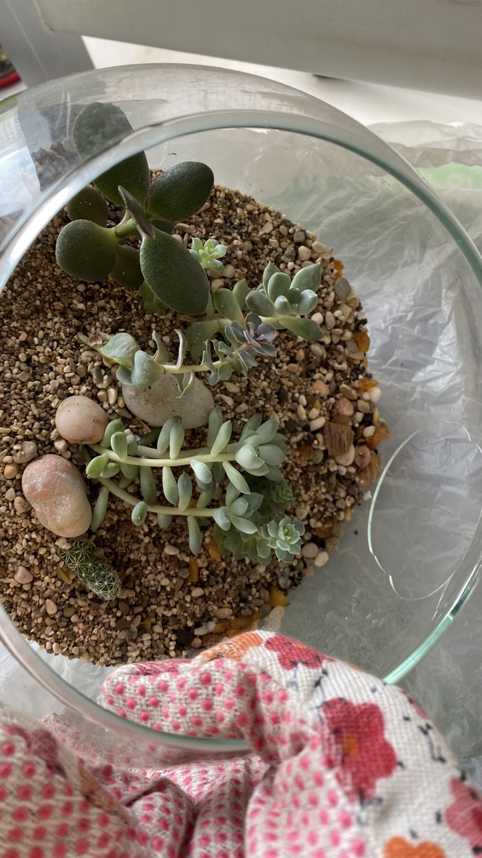 Процесс пересадки