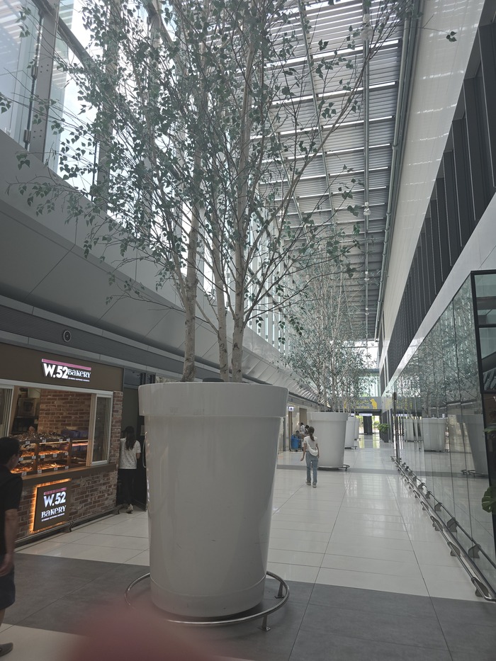 родные березки в горшках )). Сеул. аэропорт внутренних рейсов