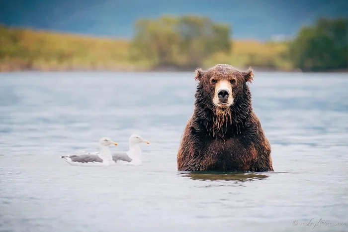 BEFORE BED - My, The Bears, Story, Forest, A life, Animals, About everything, Author's story, Writing, Literature, Text