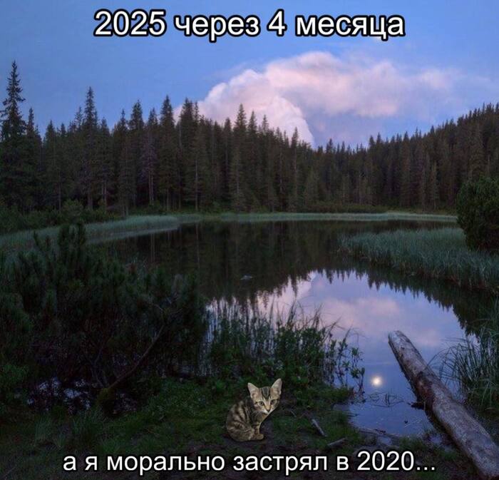 Somewhere there - Picture with text, Memes, cat, 2020, 2025, Telegram (link)