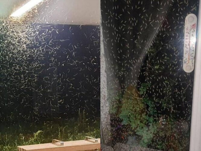 Mosquito Apocalypse in Taganrog: What is the reason for the abnormal invasion of August 2024? - Mosquitoes, Taganrog, Insects, Animals, Wild animals, Yandex Zen, Yandex Zen (link), Longpost