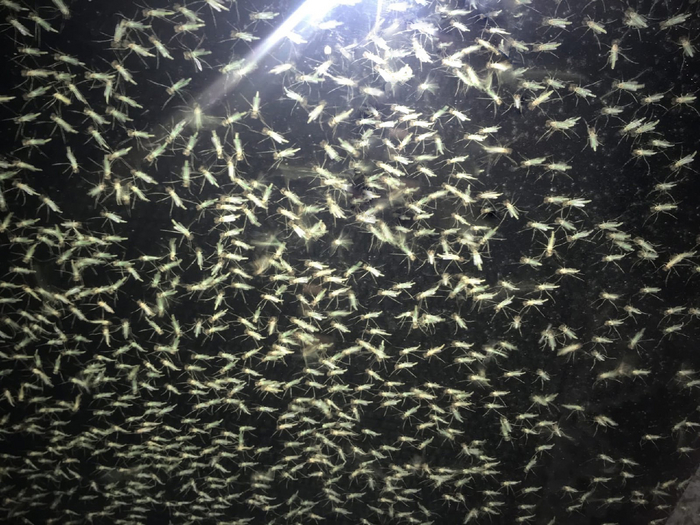 Не нужны нам Турции и Бали, когда у нас есть Таганрог!