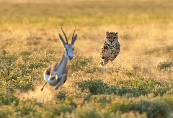 The predator runs for food, the prey runs from death - Cheetah, Namibia, Cat family, Hunting, Погоня, Artiodactyls