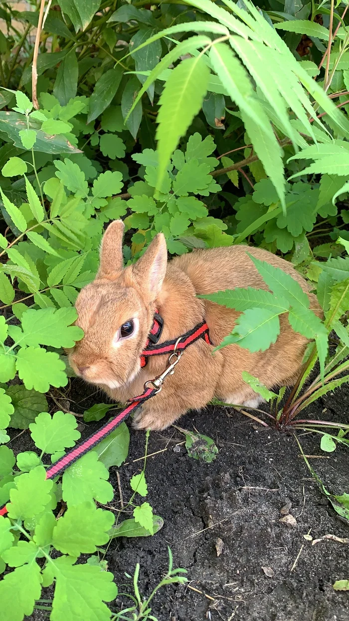 Recommend a rabbit as a pet - My, Pets, Dwarf rabbits, Rabbit, Longpost