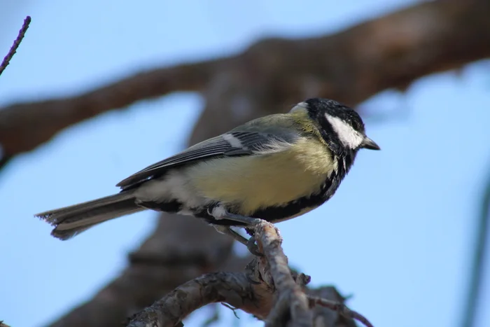 Titmouse - My, The photo, Summer, The park