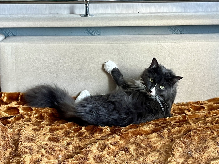 ...а то лапы да кости.