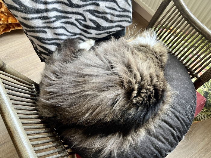 Вот до такого надо Грею расти... (Тимофей)