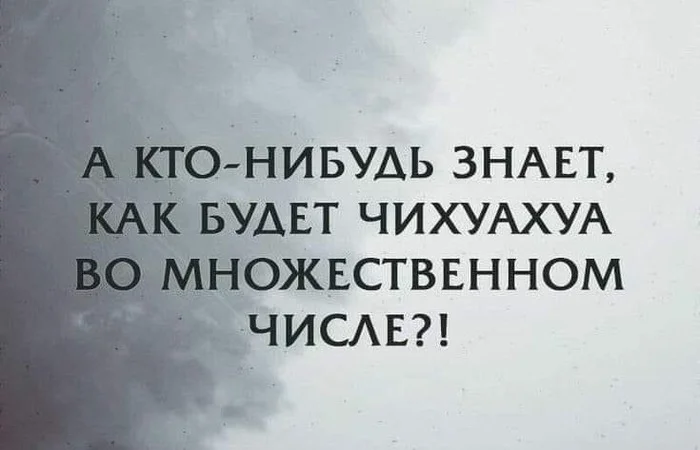 Хороший вопрос - Юмор, Скриншот, Русский язык, Чихуахуа