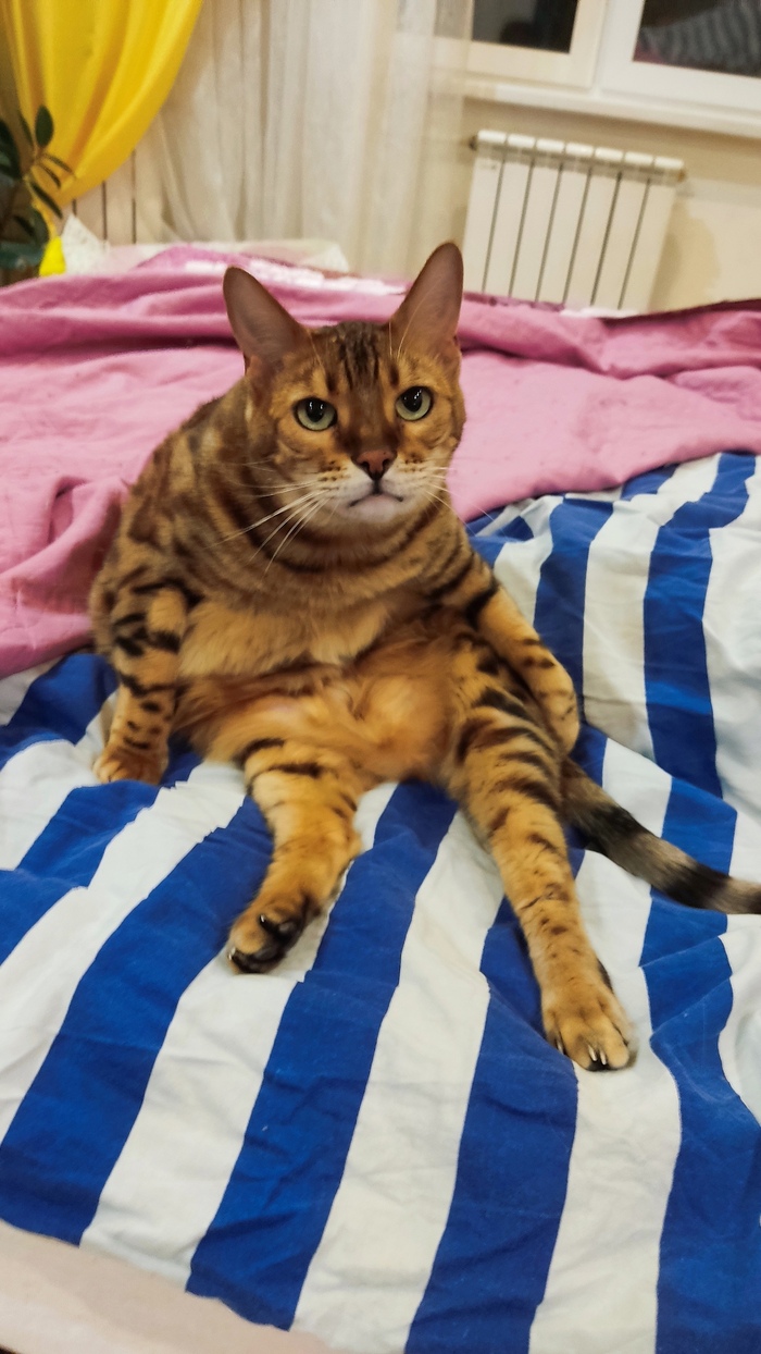 " ,  , " ,  , , 