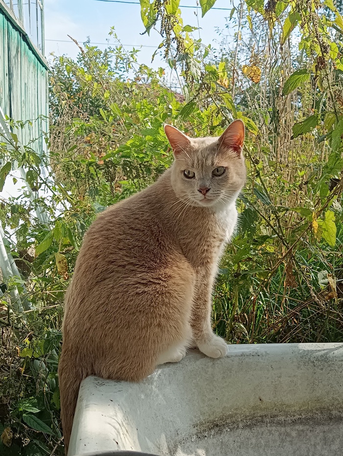 И котик рад