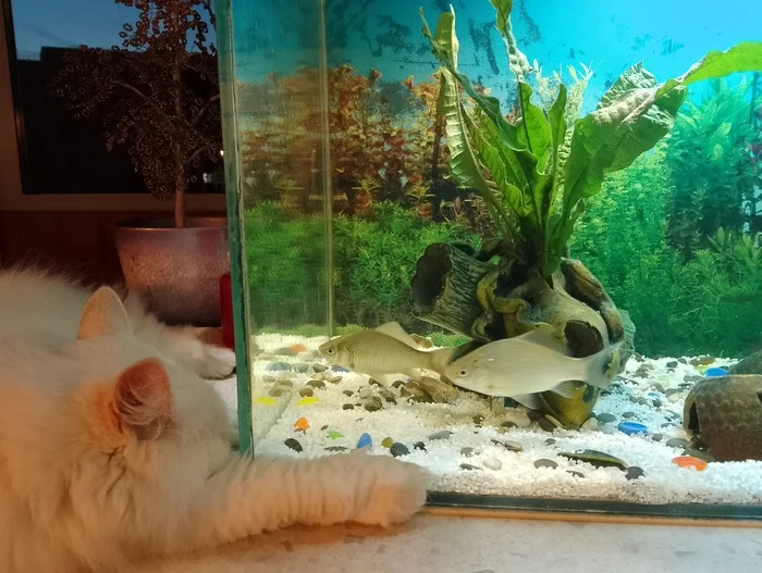 Cat fish - My, The photo, cat, Aquarium, Video, Longpost