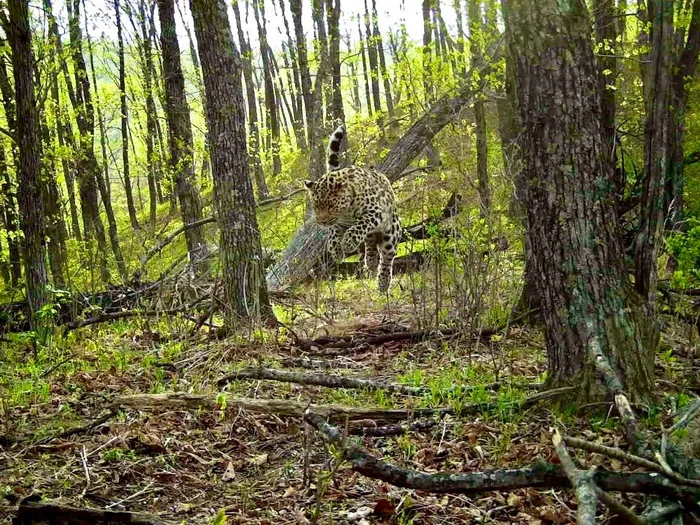 Physical Education Greetings - Far Eastern leopard, Primorsky Krai, Land of the Leopard, Leopard, National park, wildlife, Wild animals, Predatory animals, Cat family, Big cats, The photo, Bounce, Telegram (link)