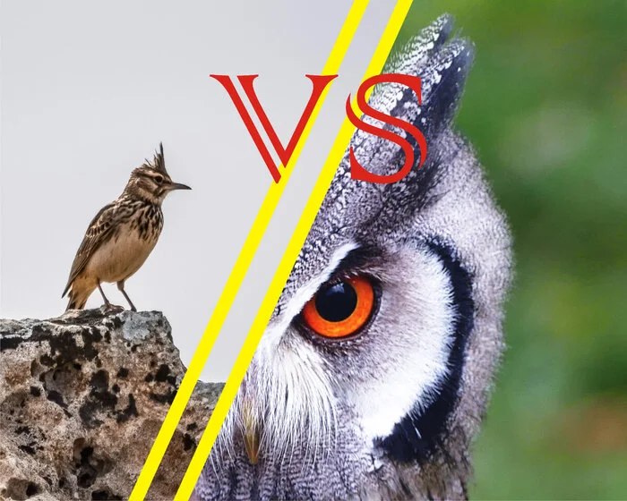 LARK vs. OWLS! Shall we vote? - My, Discussion, Talk, Vote, Question, People, A life, Ask Peekaboo