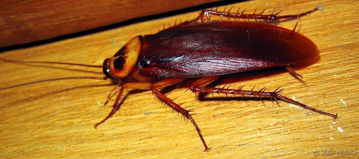 кортинко, из этих ваших интернетов