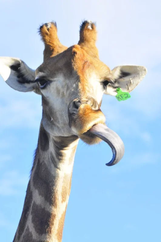 Giraffe's tongue - Giraffe, Language, Center for the Reproduction of Rare Animal Species, Informative, Wild animals, Artiodactyls, Ungulates, Longpost, The photo, Telegram (link)