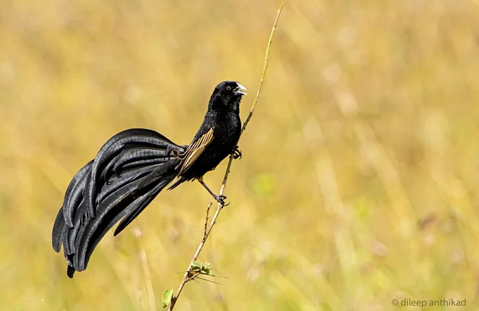 Lyre-tailed Velvet Weaver displays breeding plumage - Weavers, Passeriformes, Birds, Wild animals, wildlife, Reserves and sanctuaries, Masai Mara, Africa, The photo