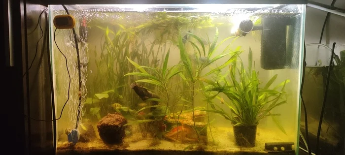 Recommend an external filter for a 90L aquarium - My, Aquarium, External filter