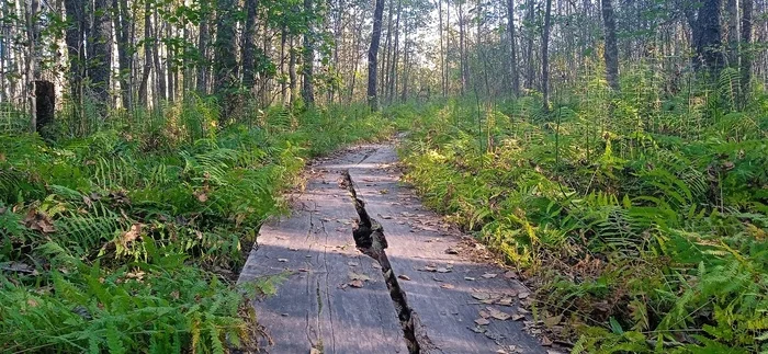 Susaninskoe swamp - Swamp, Ivan Susanin, The nature of Russia, Reserves and sanctuaries, Longpost