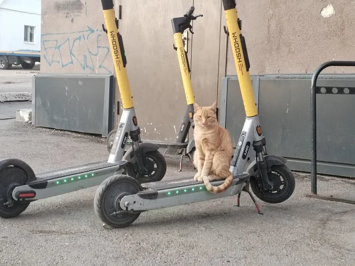 The only worthy scooter rider - My, cat, Kick scooter, Saratov