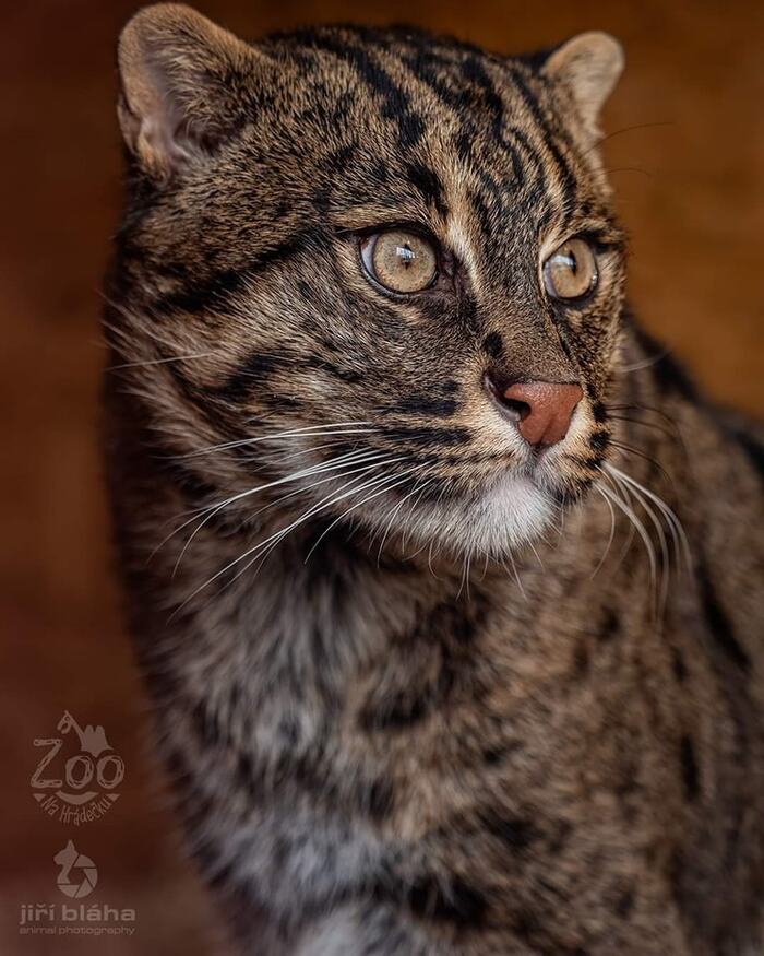 Fishing cat - Fishing Cat, Small cats, Cat family, Predatory animals, Wild animals, Zoo, The photo