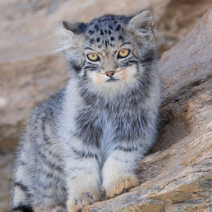 Manulyonok - Young, Pallas' cat, Small cats, Cat family, Predatory animals, Wild animals, wildlife, Ladakh, India, The photo