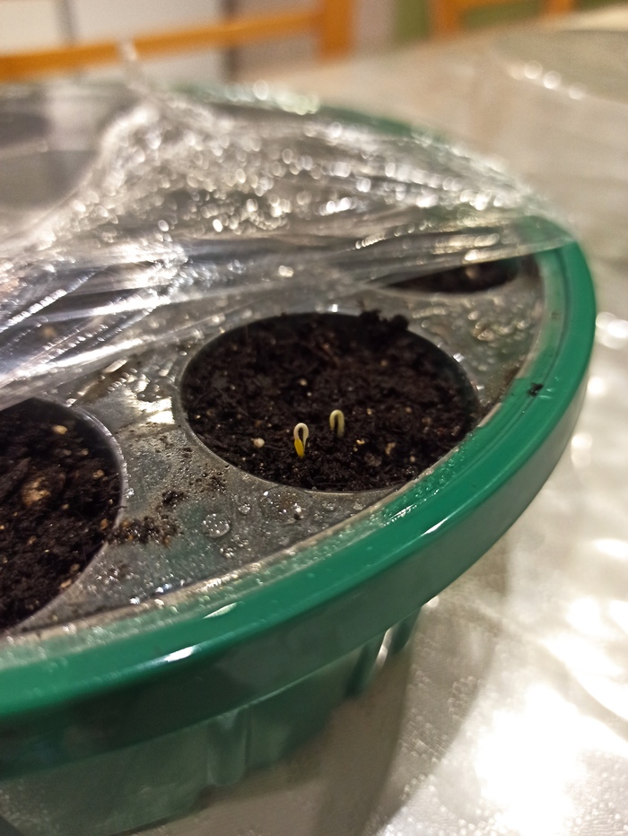 А у нас осенью весна...