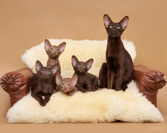 A little bit about us - My, Nursery, Love, Siamese cat, Oriental cats, cat, Abyssinian cat, Small cats, Big cats