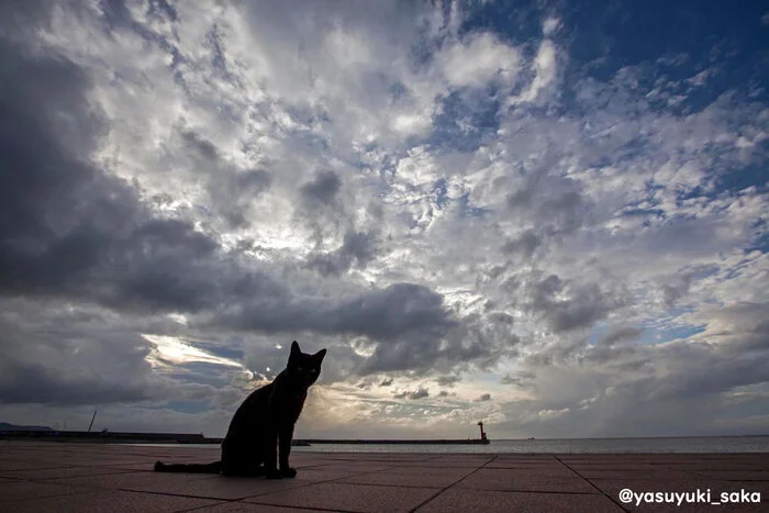 Spacious - cat, Sky, Sea, Clouds, Twitter (link)