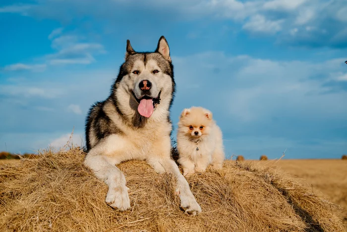 Elephant and Pug - My, The photo, Kazakhstan, Nikon, Alaskan Malamute, Spitz, Dog, Friends