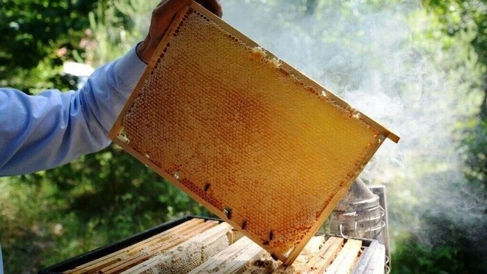 A beekeeper from the Shakhovskaya urban district won a court case on the misuse of part of the grant funds - My, Entrepreneurship, Court, Right, Grants, Business, Farmer