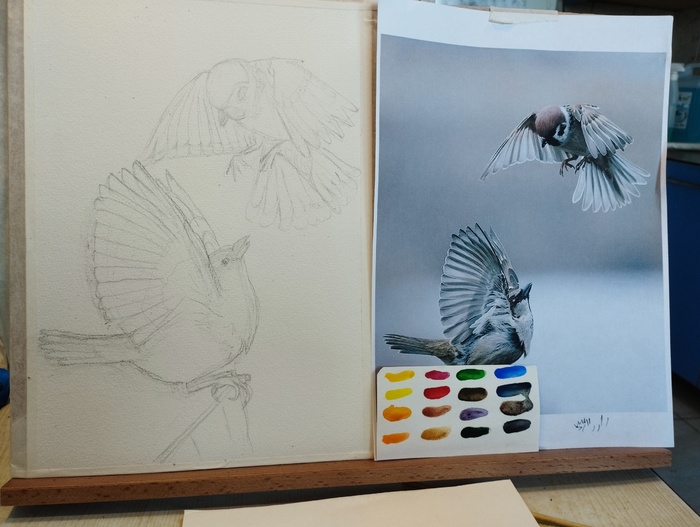 Снова немного воробьев акварелью