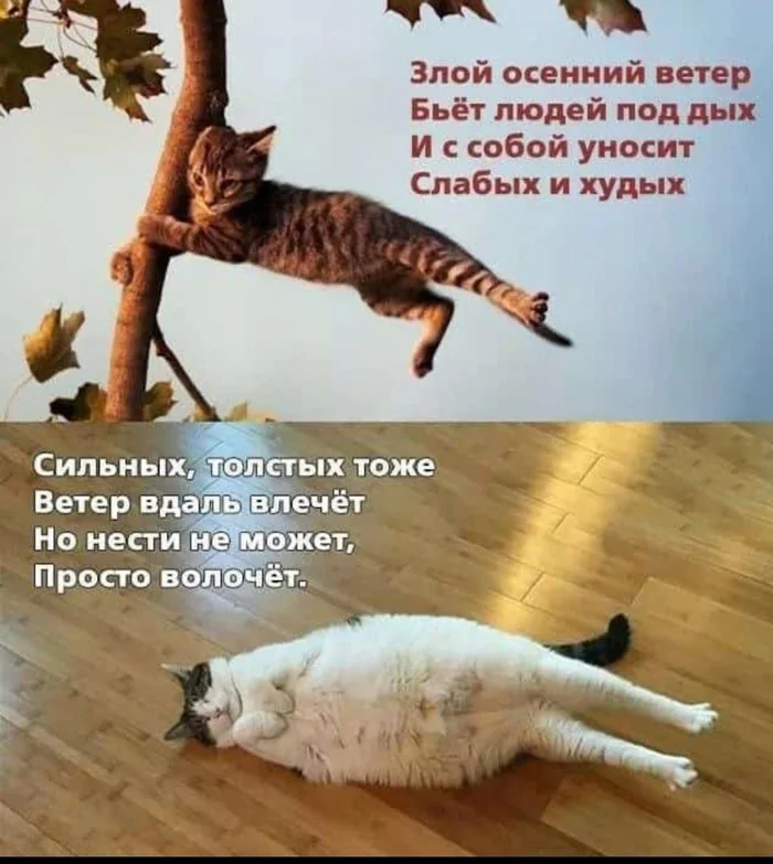 Коротко о погоде - Картинка с текстом, Толстые котики, Кот, Юмор, Ветер