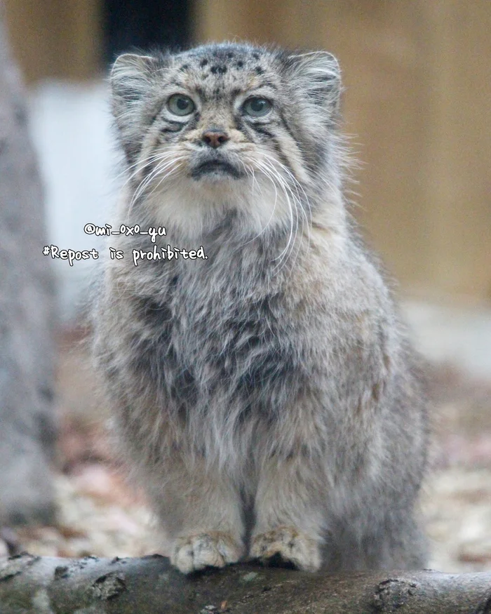 Today Japan celebrates Respect for the Aged Day (Keiro no hi) - Wild animals, Zoo, Predatory animals, Cat family, Pallas' cat, Small cats, Old age