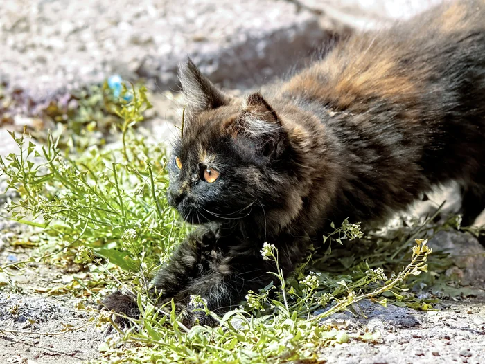 Kitty - My, The photo, Street photography, Canon, City walk, cat, Crimea, Evpatoria, Kittens, Tricolor cat