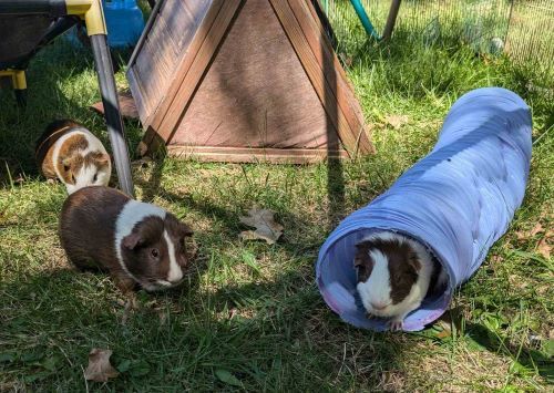 Cavia Porcellus одобрила рисунок