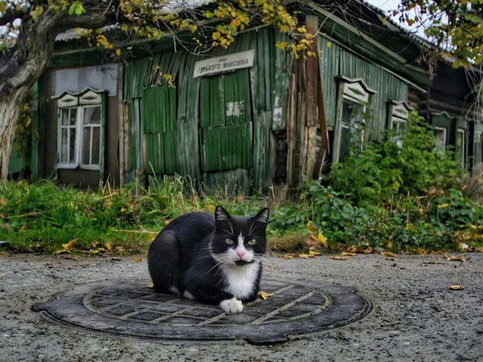 You never know who you might meet on a walk. - The photo, Animals, cat, Cat family, Cat lovers, Walk, Tricolor cat, Fluffy, Pet the cat, Longpost