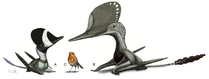 Darwinopterus robustodens (А) и Cuspicephalus scarfi (В) в сравнении с зарянкой (С).