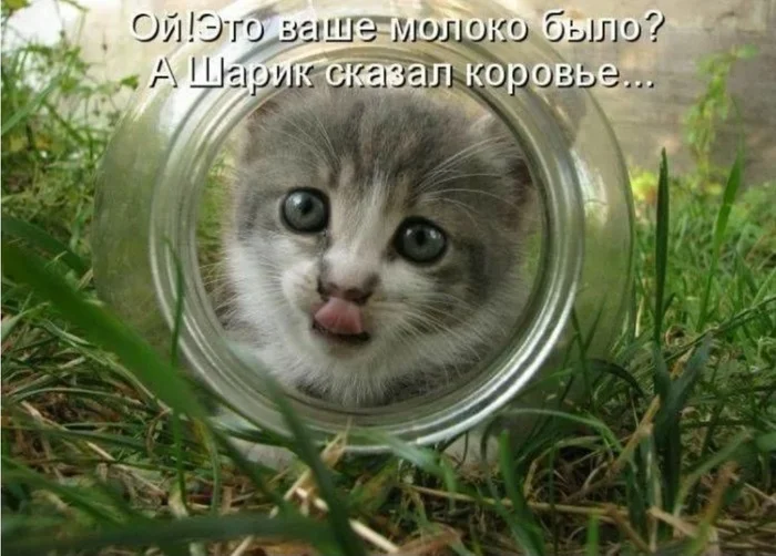 Funny milkman!!! - cat, Funny animals, Humor, Picture with text