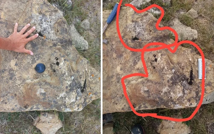 Scientists have found traces of a Cretaceous dinosaur in Transbaikalia - Paleontology, Dinosaurs, Footprints, Fossils, Russia, Scientists, VKontakte (link), Longpost