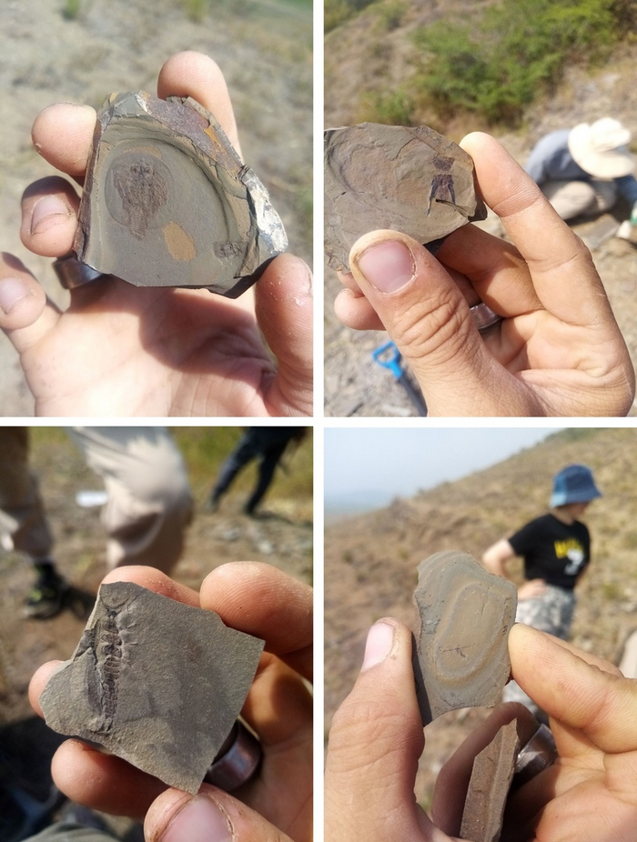 Вверху: 1 – щитень, 2 – хвост щитня. Внизу: 1 – личинка насекомого, 2 – насекомое из отряда двукрылых