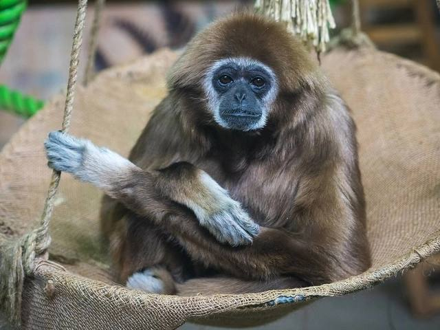 Respectable age - Gibbon, Harvey, Primates, Zoo, Roev Creek, Krasnoyarsk, Wild animals, Long-liver, Longevity, Video, Vertical video, Telegram (link), Longpost