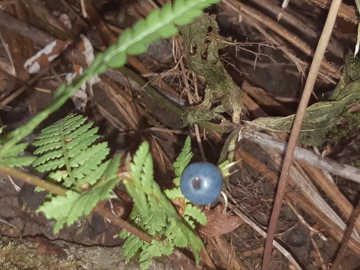 Crow's eye - My, raven eye, I, Poisonous plants, Death, Dacha, Blueberry, Longpost